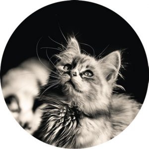 Magnetka na vyšívanie - Čiernobiela fotka mačky - megastitch.eu