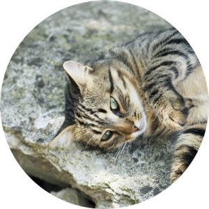 Magnetka na vyšívanie - Strakatá mačka na skale - megastitch.eu