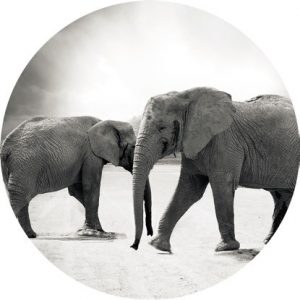 Magnetka na vyšívanie - Čiernobiela fotka slonov - megastitch.eu