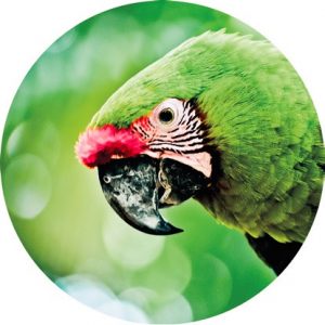 Magnetka na vyšívanie - Zelený papagáj - megastitch.eu