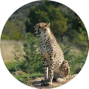 Magnetka na vyšívanie - Sediaci leopard - megastitch.eu