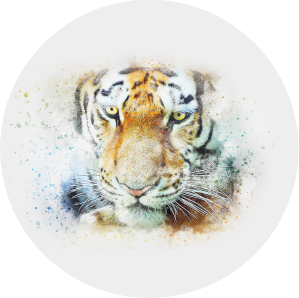 Magnetka na vyšívanie - Portrét tigra - megastitch.eu