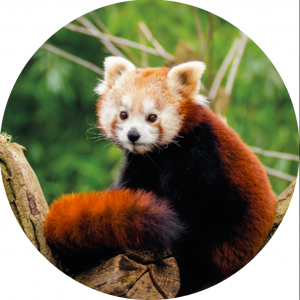 Magnetka na vyšívanie - Červená panda a jej chvost - megastitch.eu