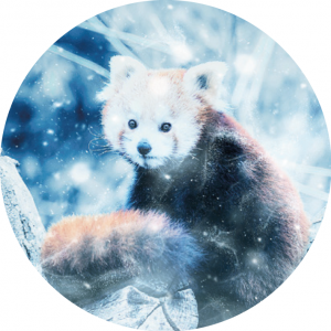 Magnetka na vyšívanie - Červená panda v hmle - megastitch.eu