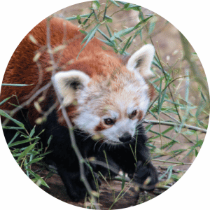 Magnetka na vyšívanie - Červená panda a bambus - megastitch.eu