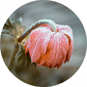 Magnetka na vyšívanie - Zamrznutý kvet - megastitch.eu