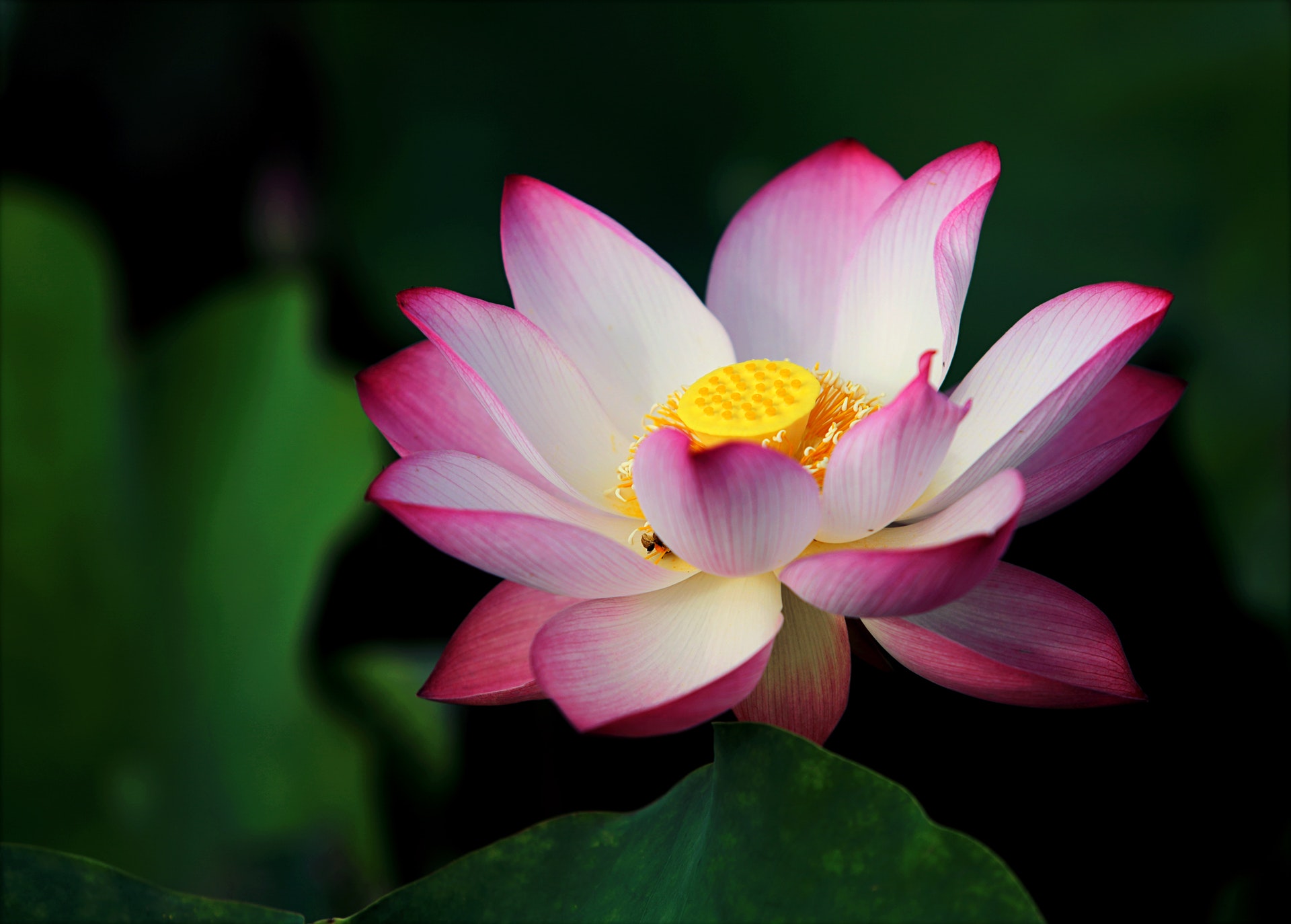 Ružový lotos, pôvodný obrázok