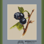 Čierna ríbezla_finálny obrázok v ráme