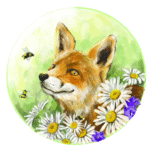 Líščí pohľad cez margarétky