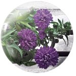 Magnetka na ihly na vyšívanie - fialové astry - megastitch.eu