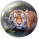 Magnetka na ihly na vyšívanie - Tiger v rieke - megastitch.eu