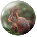 Magnetka na ihly na vyšívanie - veverička - megastitch.eu